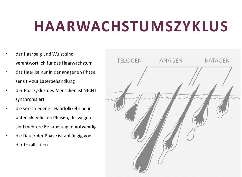 HAARWACHSTUMSZYKLUS